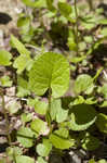 Roundleaf ragwort